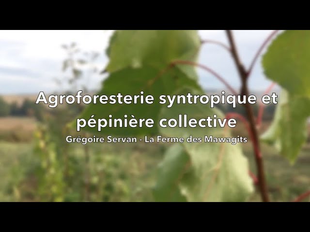 Agroforesterie syntropique et pépinière collective – la Ferme des Mawagits