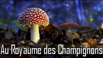 au-royaume-des-champignons