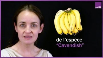 banane-une-industrie-pourrie-a-l