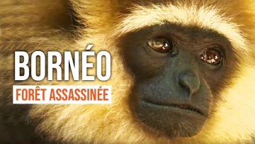 borneo-la-foret-assassinee-au-pr
