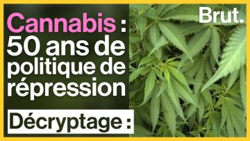 cannabis-50-ans-de-politique-de