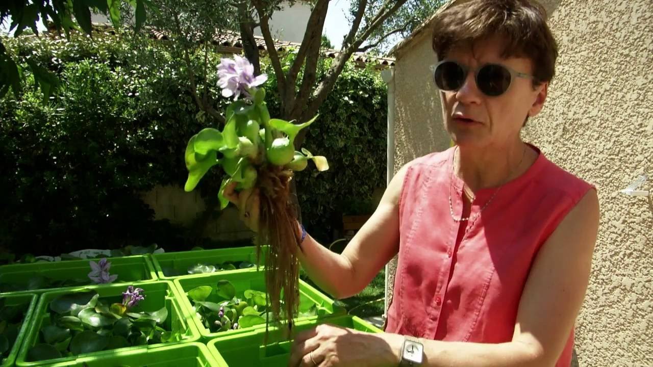 Changer le monde avec les plantes