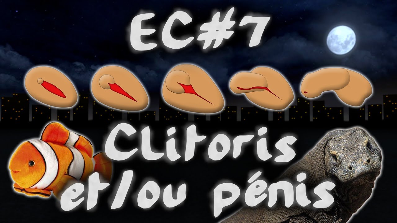 Clitoris et/ou pénis : le sexe biologique #EspritCritique