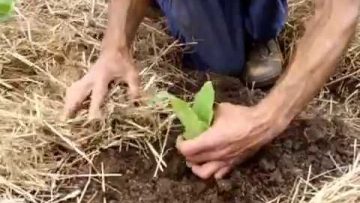 comment-planter-du-tabac-bio-au