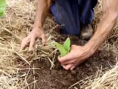 Comment planter du tabac bio au jardin