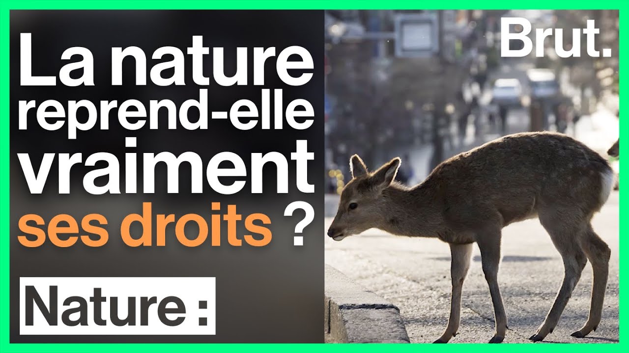 Confinement : la nature reprend-elle vraiment ses droits ?