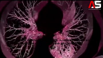 dr-gombergh