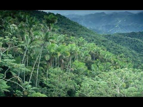 Ecocide : les forêts disparues de l’île de Pâques