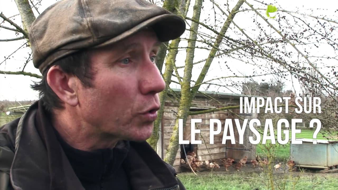 Elever des volailles sous les arbres : témoignage d’un éleveur Nicolas Petit – La Ferme en Coton