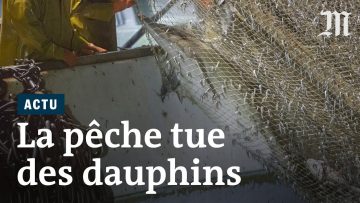 en-france-des-centaines-de-dauph