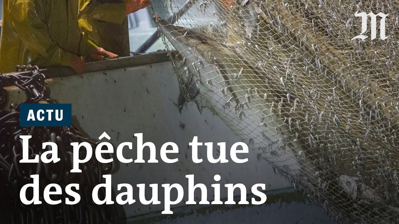 En France, des centaines de dauphins victimes de la pêche