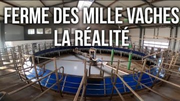 ferme-des-mille-vaches-la-realit