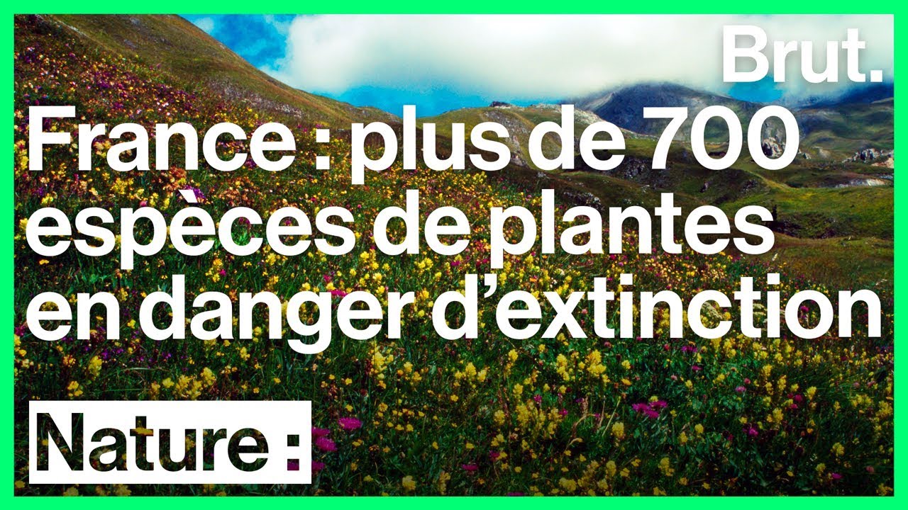 France : la flore en danger