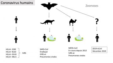hopitauxgenevecoronavirus
