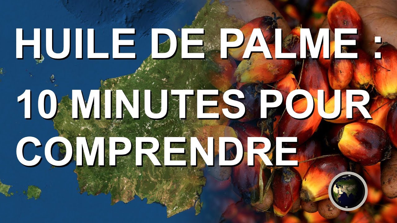 HUILE DE PALME : 10 MINUTES POUR COMPRENDRE