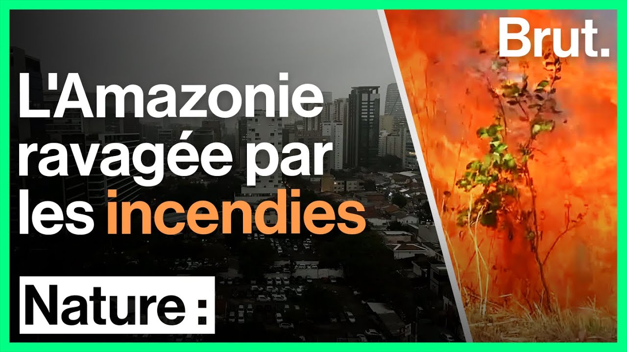 Incendies en Amazonie : les internautes se mobilisent