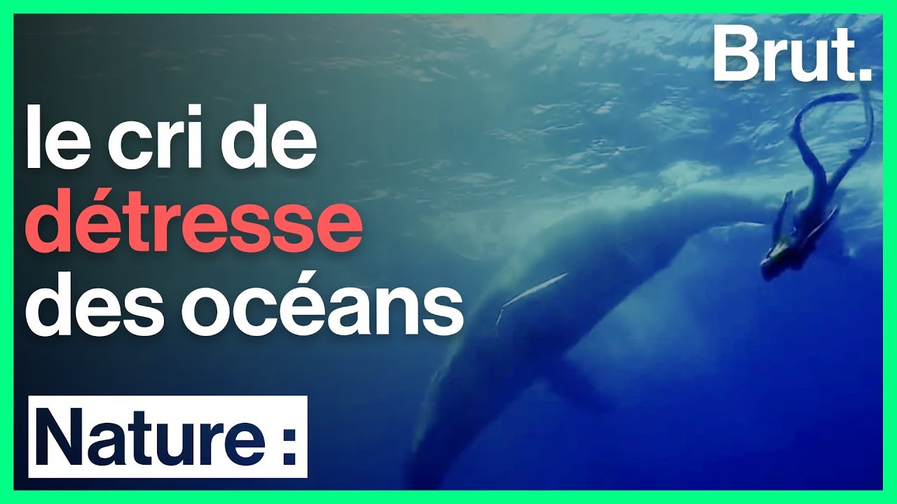 Interview Guillaume Néry : le cri de détresse des océans