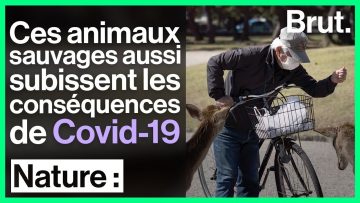 la-faune-sauvage-victime-indirec