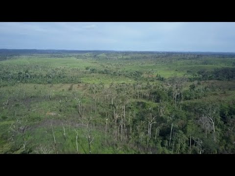 La présidence Bolsonaro, une menace pour l’Amazonie ?
