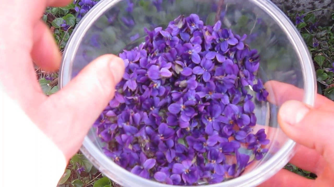La violette et ses propriétés médicinales (bronchite, rhume, ulcère)
