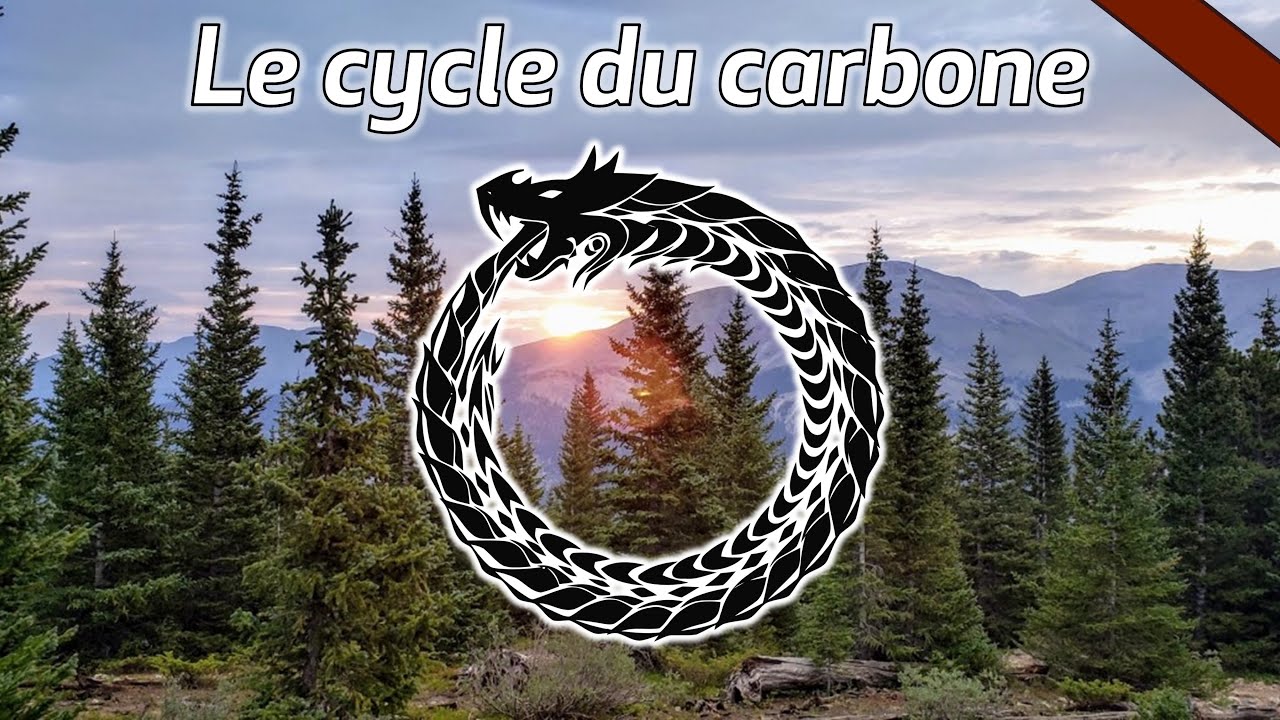Le cycle du carbone – CARBONE#1