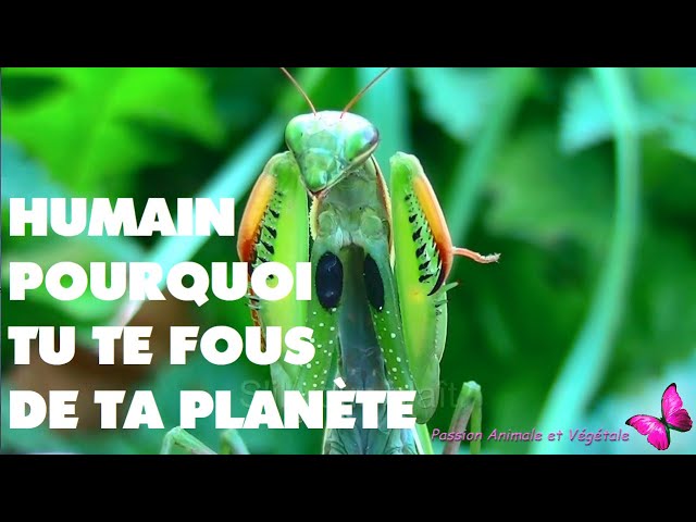 Le message “Humain, pourquoi tu ne respectes pas ta planète, ta maison ?”