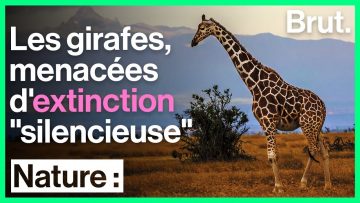 les-girafes-menacees-dextinction