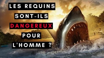 les-requins-sont-ils-dangereux-p