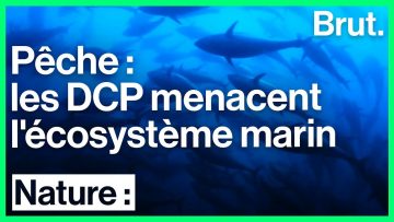 peche-les-dcp-menacent-lecosyste