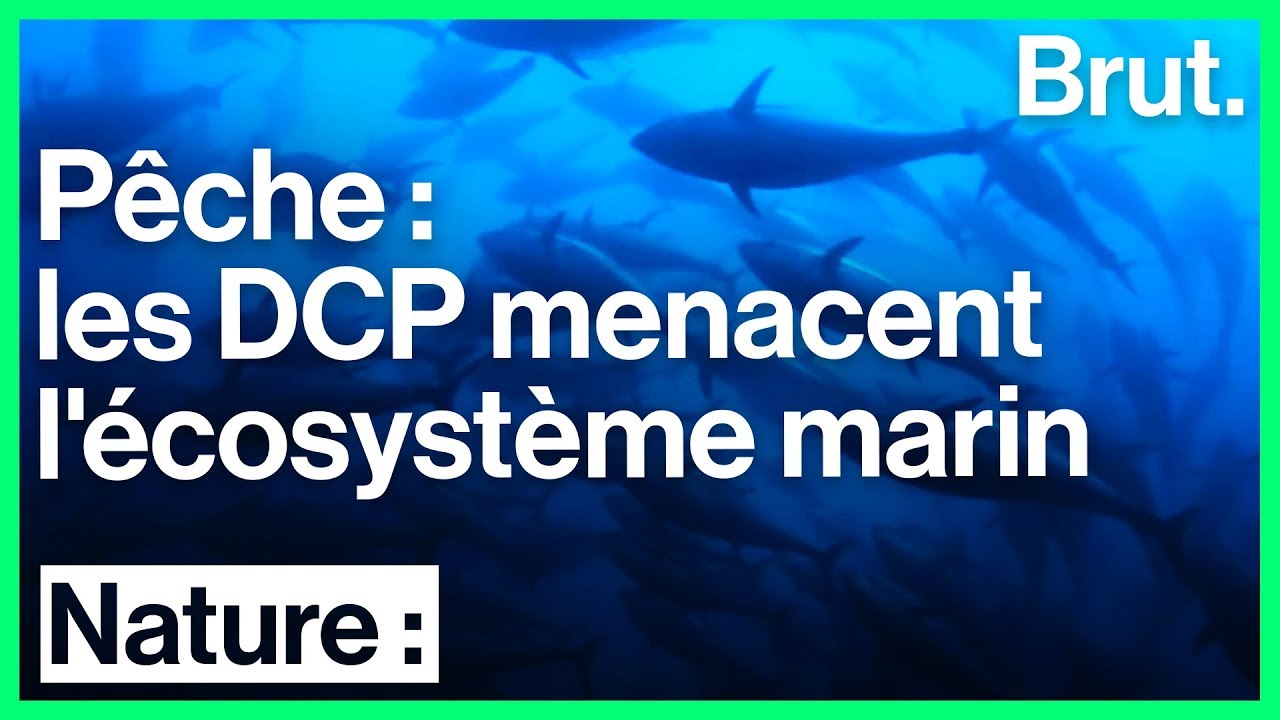 Pêche : les DCP menacent l’écosystème marin