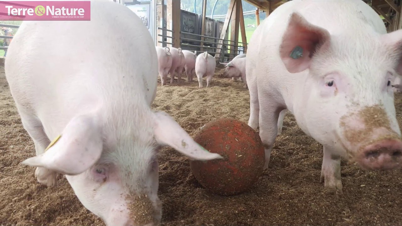Porc de prairie: prochaine évolution de la filière porcine ?