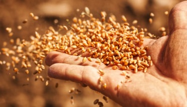 Le Conseil constitutionnel interdit la vente de semences paysannes
