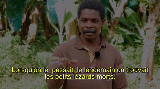En Guadeloupe, les ouvriers de la banane malades d’un pesticide dévastateur et oubliés de l’État français