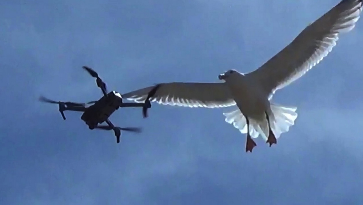 Les mouettes chassent le drone de la police «Allez les mouettes… les mouettes avec nous..»
