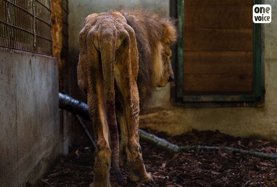 Ce lion maltraité a été sauvé d’un cirque français