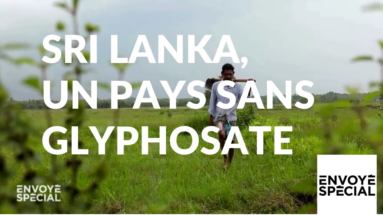 Sri Lanka, un pays sans glyphosate