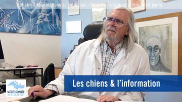 Les chiens & l’information