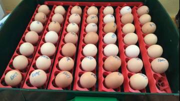 Comment faire naître et élever des poussins : de l’œuf jusqu’à la poule !