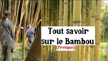 Cultiver du Bambou ! (Cette herbe géante est incroyable)