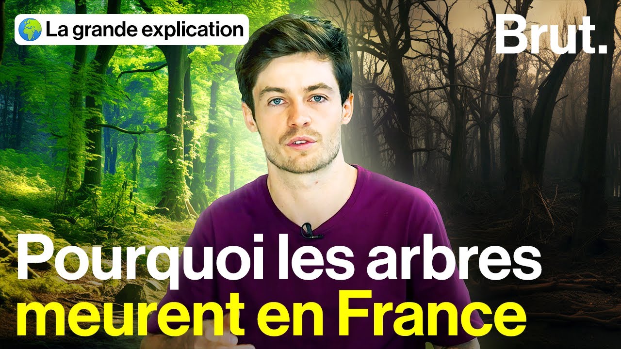 Mais qu’est-ce qui menace les forêts françaises ?