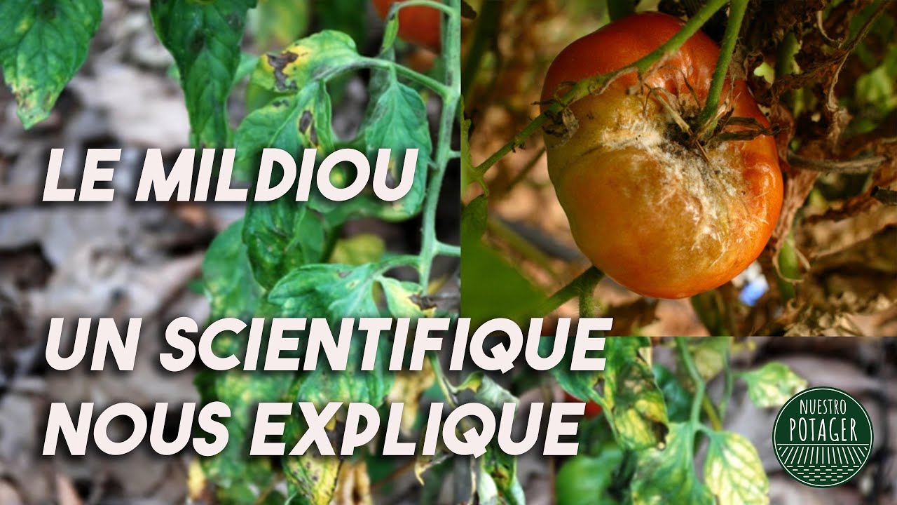 Le Mildiou. Un scientifique nous explique