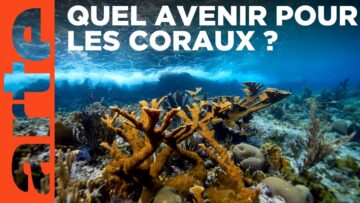 Engagés pour le corail des Caraïbes | Des mains vertes pour la nature
