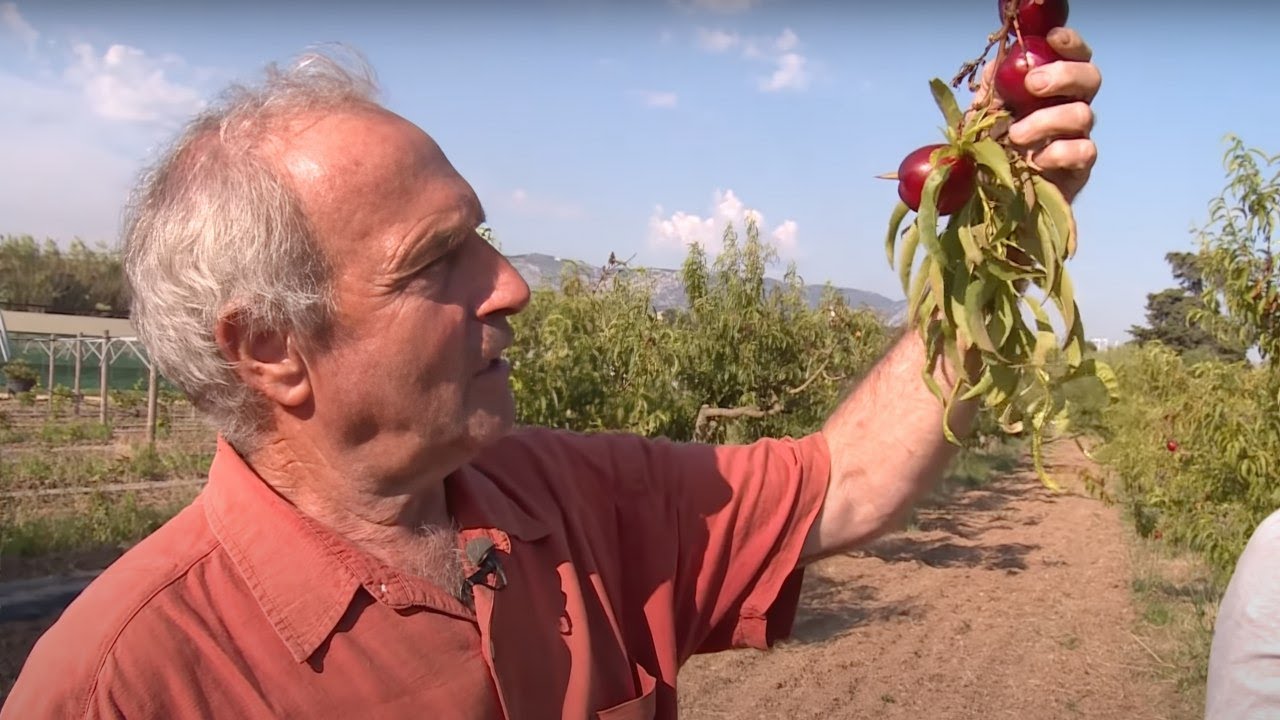 Pourquoi les fruits n’ont-ils plus de goût ?